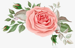 装饰的小花花鲜花和叶子高清图片