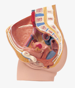 人体器官模型素材