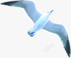 海鸥海鸟飞翔天空素材