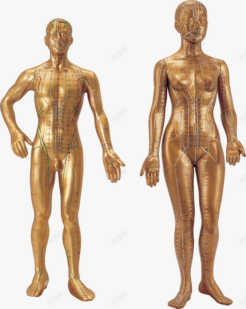 男女人体模型png免抠素材_88icon https://88icon.com 医学 医学模型 医疗 女人模型 生物医学 男人模型