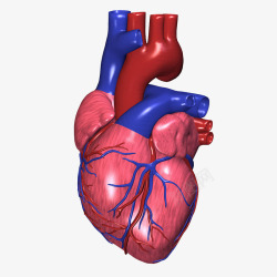 人体心脏模型素材