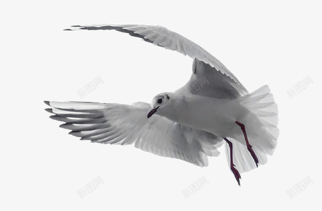 一只白鸽png免抠素材_88icon https://88icon.com 和平 天空 翅膀 飞行 鸟类动物