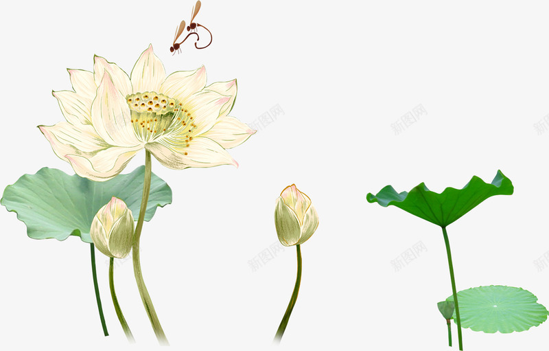 中秋节绿叶白色荷花图png免抠素材_88icon https://88icon.com 中秋节 白色 绿叶 荷花