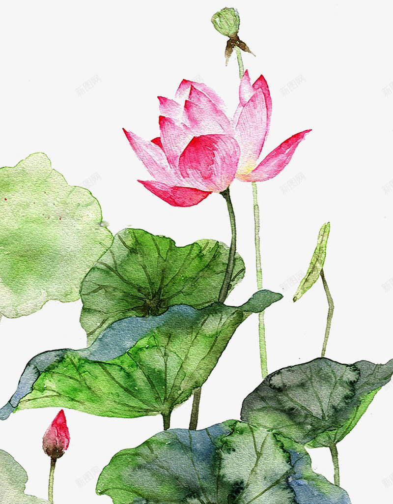 手绘水彩插图夏日荷塘荷花荷叶png免抠素材_88icon https://88icon.com 夏日 手绘 插画 水彩 荷叶 荷塘 荷花 风景插图