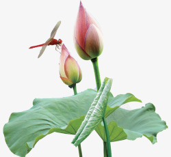 荷花蜻蜓素材