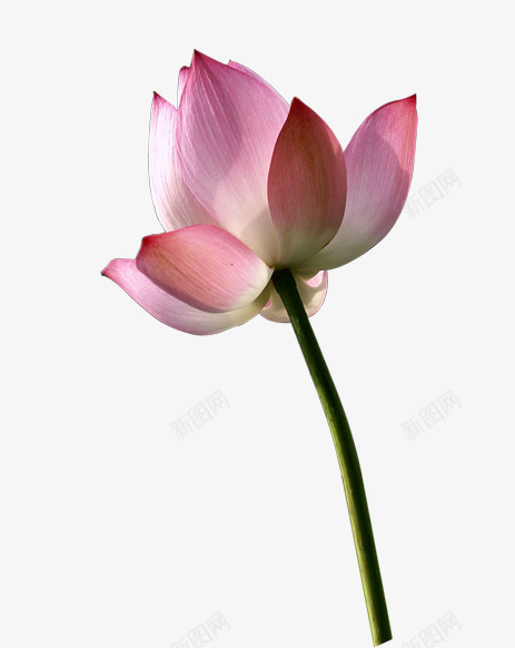 水墨画荷花实物png免抠素材_88icon https://88icon.com 水墨画荷花实物