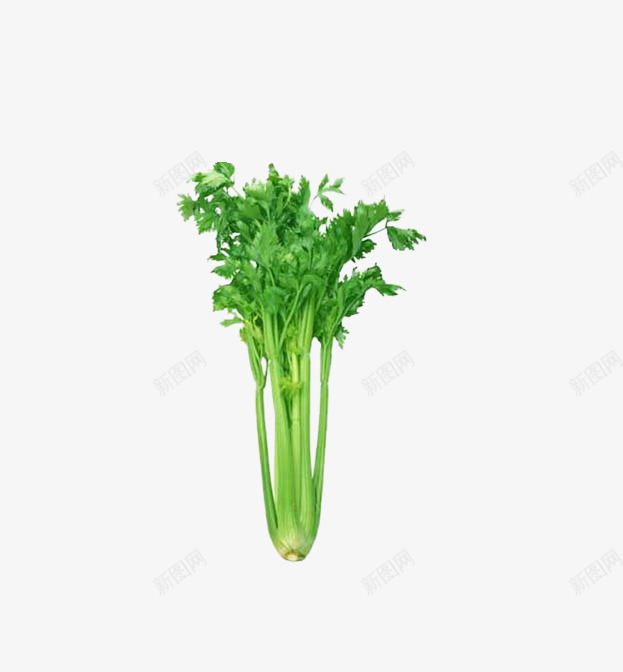 绿色蔬菜png免抠素材_88icon https://88icon.com 健康菜 有机菜 芹菜 蔬菜叶 降血压