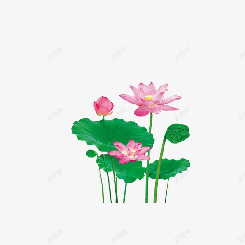 漂亮荷花png免抠素材_88icon https://88icon.com 荷叶 荷花