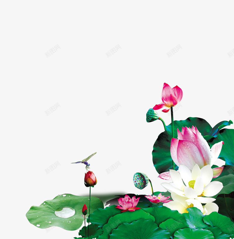 荷花png免抠素材_88icon https://88icon.com 夏天 水中荷花 背景 荷花