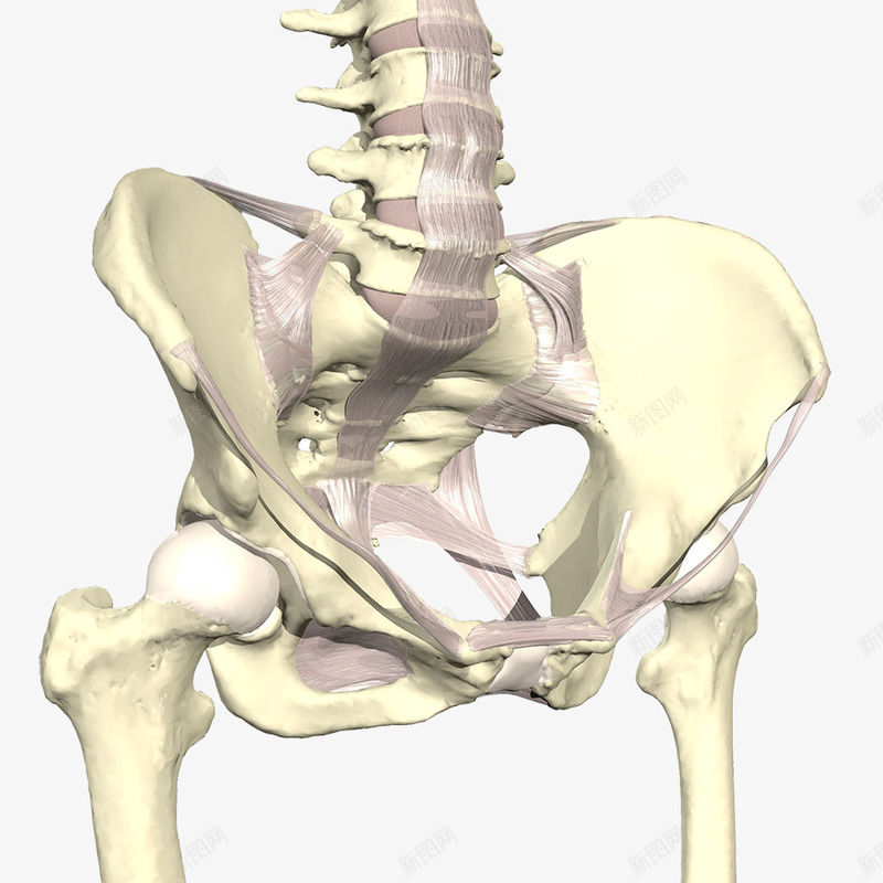 骨盆关节模型图png免抠素材_88icon https://88icon.com 关节 医学 尾骨 骨 骨头 骨盆 骨盆关节模型图 髋骨