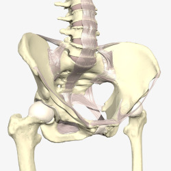 骨盆关节模型图素材