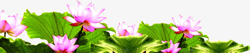 紫色荷花荷花池中秋png免抠素材_88icon https://88icon.com 中秋 紫色 花池 荷花