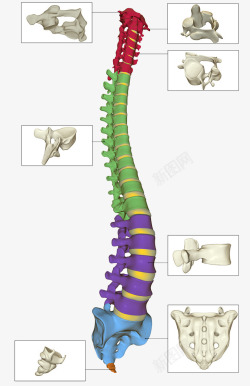腰椎骨头部位诠释素材
