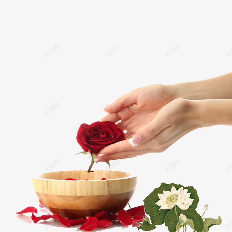 手捧玫瑰花psd免抠素材_88icon https://88icon.com 养生 唯美 手捧着鲜花 手掌 玫瑰花 盆 荷花 鲜花