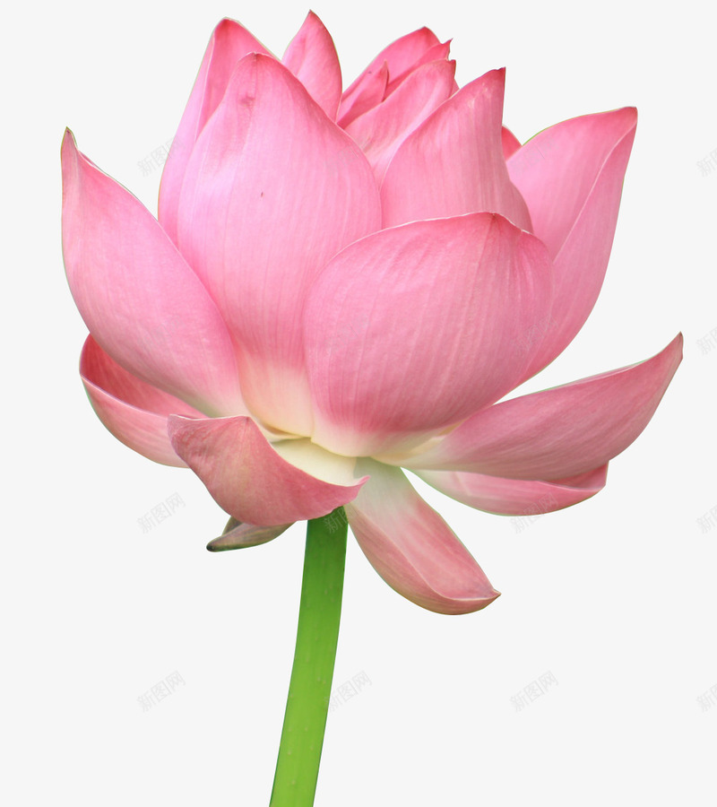 粉色荷花png免抠素材_88icon https://88icon.com 水芙蓉 漂亮 粉色荷花 荷花 莲花 鲜艳