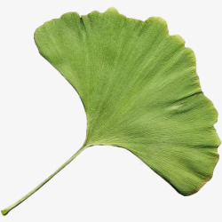 绿色银杏叶素材