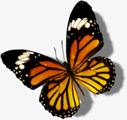 橙色蝴蝶模型医疗素材