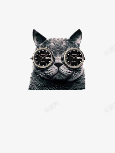 一只酷酷的猫png免抠素材_88icon https://88icon.com 动物 猫 黑白