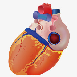 心脏器官模型素材