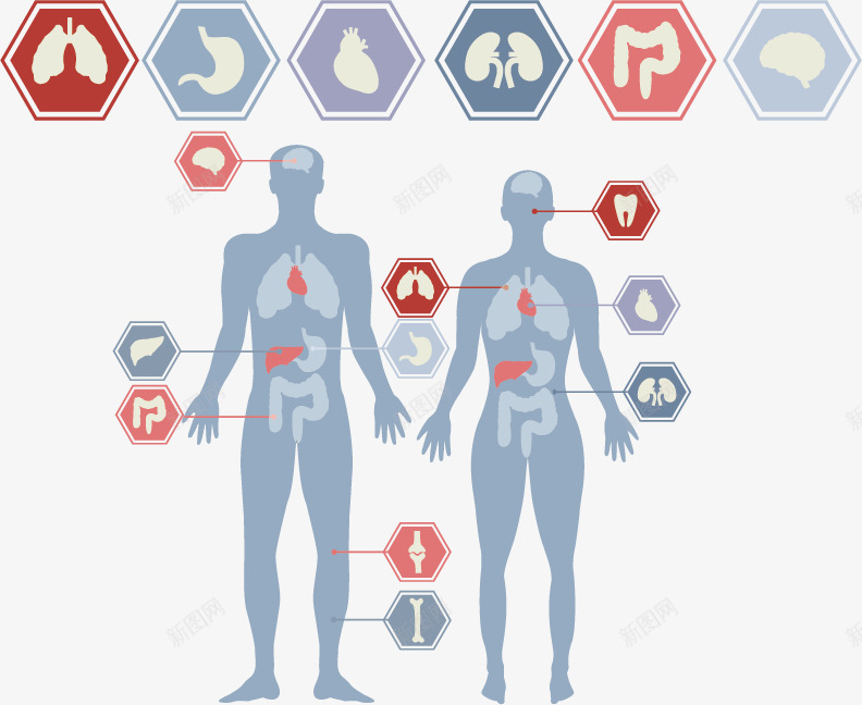 人物信息分析图表png免抠素材_88icon https://88icon.com 人物 信息 健康 分析图ps 剪影 检查 身体