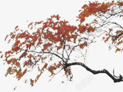 红色枫树叶素材