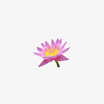 莲花png免抠素材_88icon https://88icon.com 睡莲 粉色 花瓣 荷花