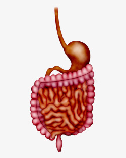人体器官大肠模型素材