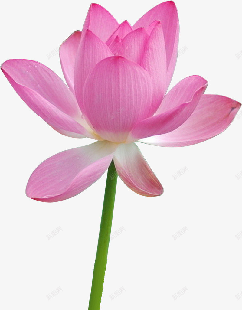 粉色荷花绿根装饰png免抠素材_88icon https://88icon.com 粉色 荷花 装饰