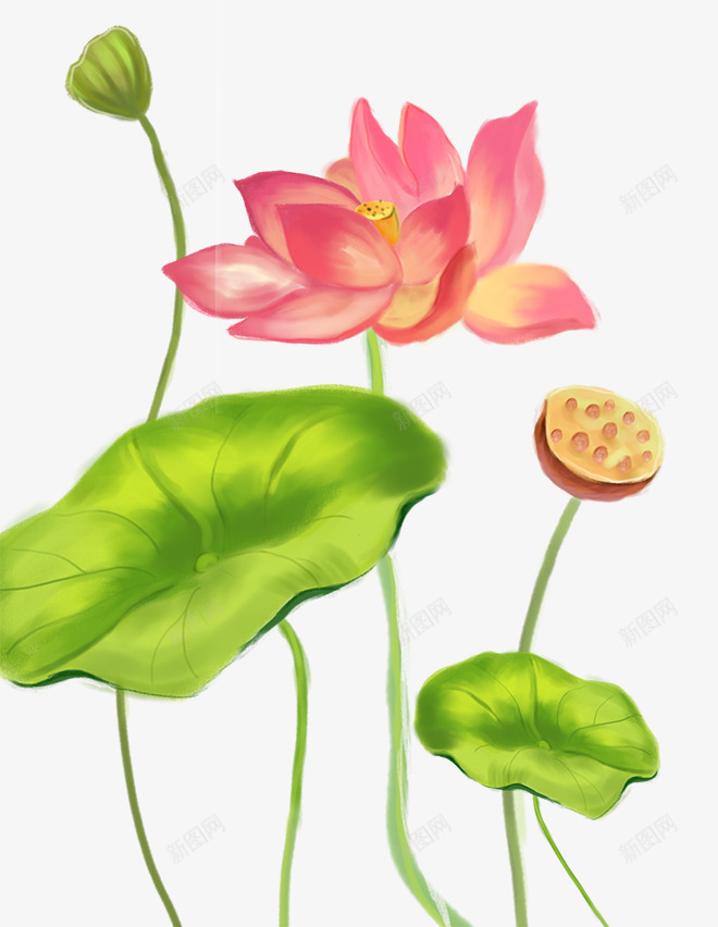 手绘水彩插画清新荷花与荷叶png免抠素材_88icon https://88icon.com 手绘 插画 水彩 清新 荷叶 荷花 莲蓬 装饰插图