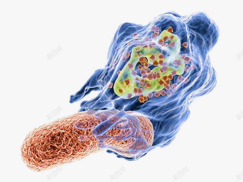 彩色细胞核结构png免抠素材_88icon https://88icon.com 动物细胞 核糖核酸 植物细胞 模型结构 细胞核 细胞膜 细胞质