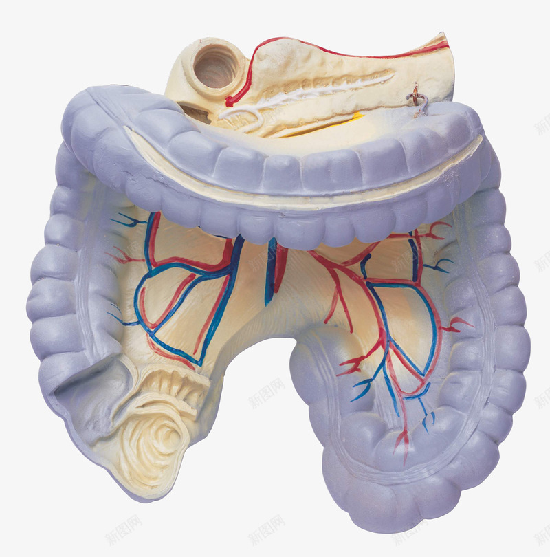 人体器官模型png免抠素材_88icon https://88icon.com 五脏六腑 人体内脏器官 剖面图 动静脉血管 医学模型 器官模型 肝脏