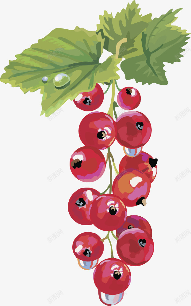 水果灯笼果蔓越莓png免抠素材_88icon https://88icon.com 樱桃 水果 水果矢量图灯笼果 水果矢量图灯笼果蔓越莓 灯笼果 蔓越莓