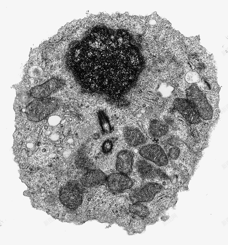 彩色细胞核结构png免抠素材_88icon https://88icon.com 动物细胞 核糖核酸 植物细胞 模型结构 细胞核 细胞膜 细胞质