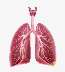 肺部健康素材