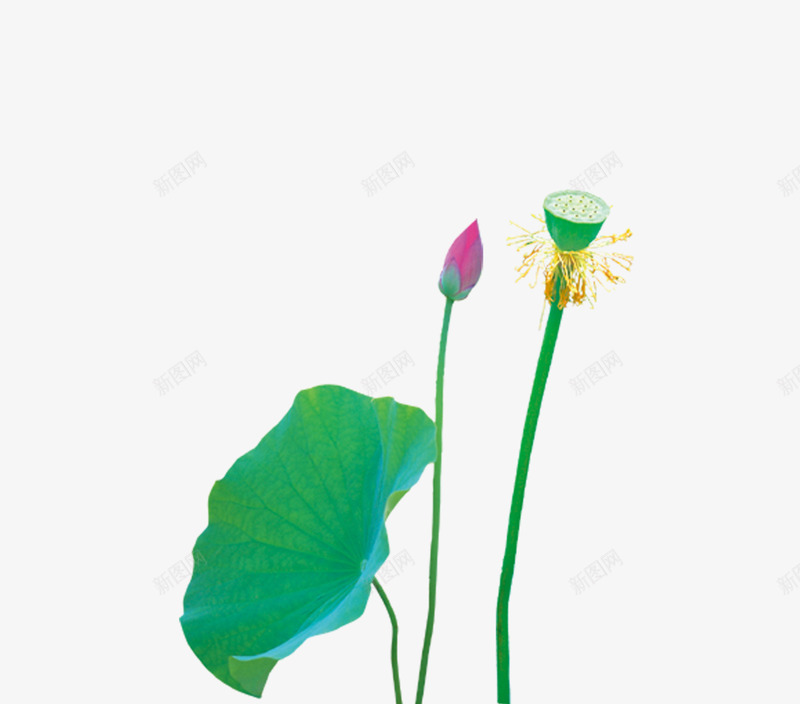 荷花莲花png免抠素材_88icon https://88icon.com 荷花 莲花