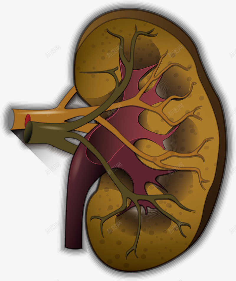 医疗肾脏png免抠素材_88icon https://88icon.com 医疗健康 医疗器官 医疗器械 医疗用品 医疗科技 医疗肾脏