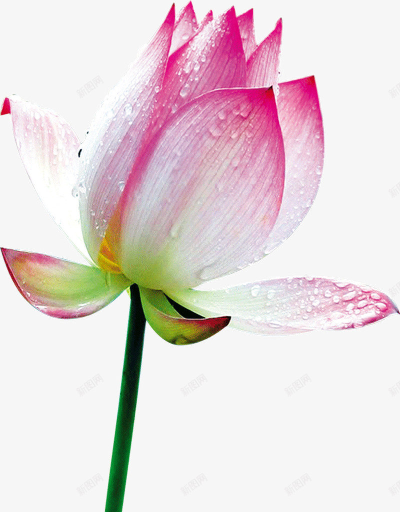 水墨画荷花png免抠素材_88icon https://88icon.com 水墨画 荷花