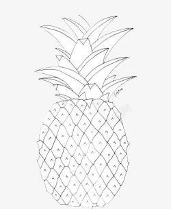手绘菠萝线描黑白菠萝素材