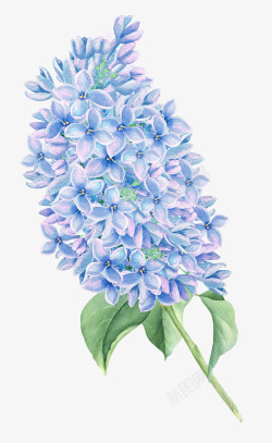 手绘蓝色清新花朵花卉素材