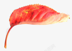 秋天红色的落叶素材