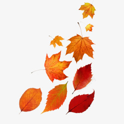 枫叶落叶素材