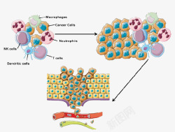 生物免疫细胞功能图示素材