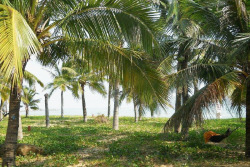 海边的椰树林素材