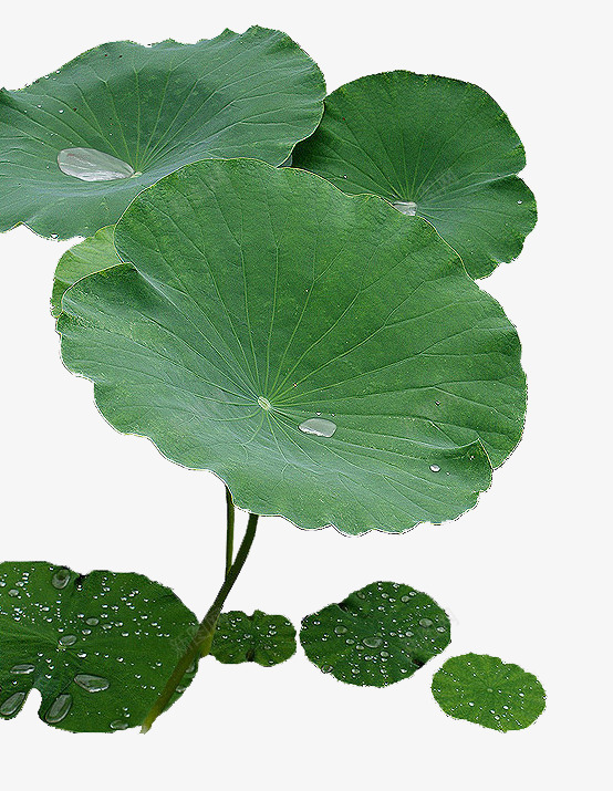 荷花水珠png免抠素材_88icon https://88icon.com 水珠 荷花