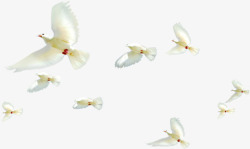 天空中飞翔的白鸽装饰素材