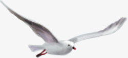 展翅高飞在天空翱翔的海鸥素材