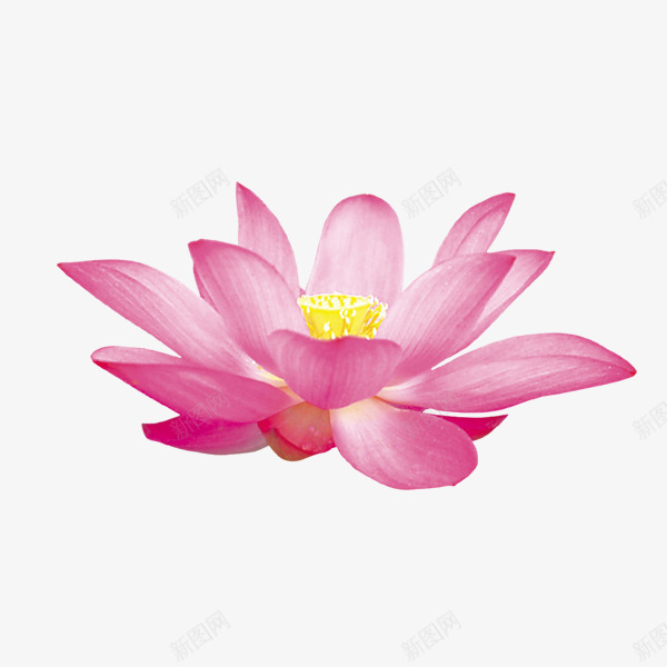 手绘水彩绘画粉嫩盛开的荷花png免抠素材_88icon https://88icon.com 手绘 水彩 盛开 粉嫩 绘画 荷花