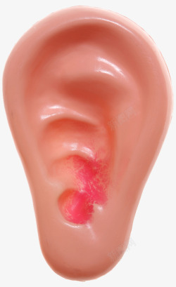 人体耳朵模型素材