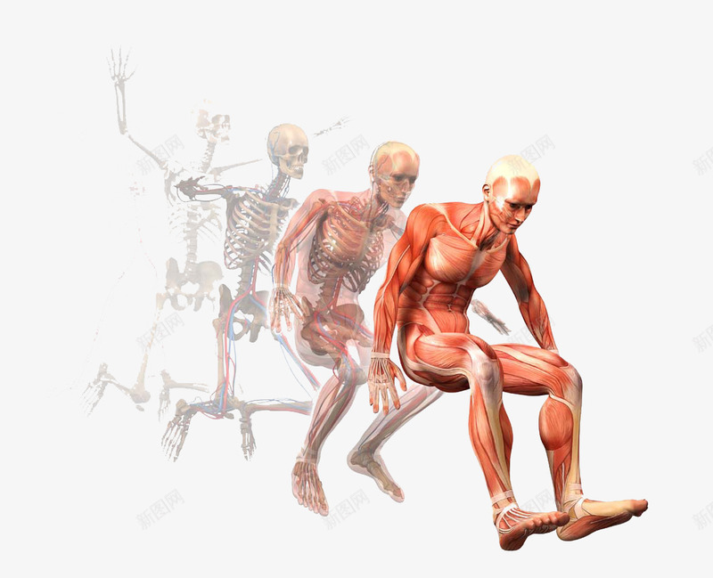 运动的人体肌肉解剖png免抠素材_88icon https://88icon.com X线 人类解剖学 拍X光线 肌肉分布 运动模型 运动解剖学