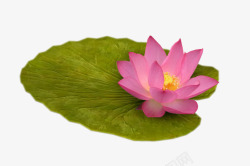 说才荷花荷叶植物素材